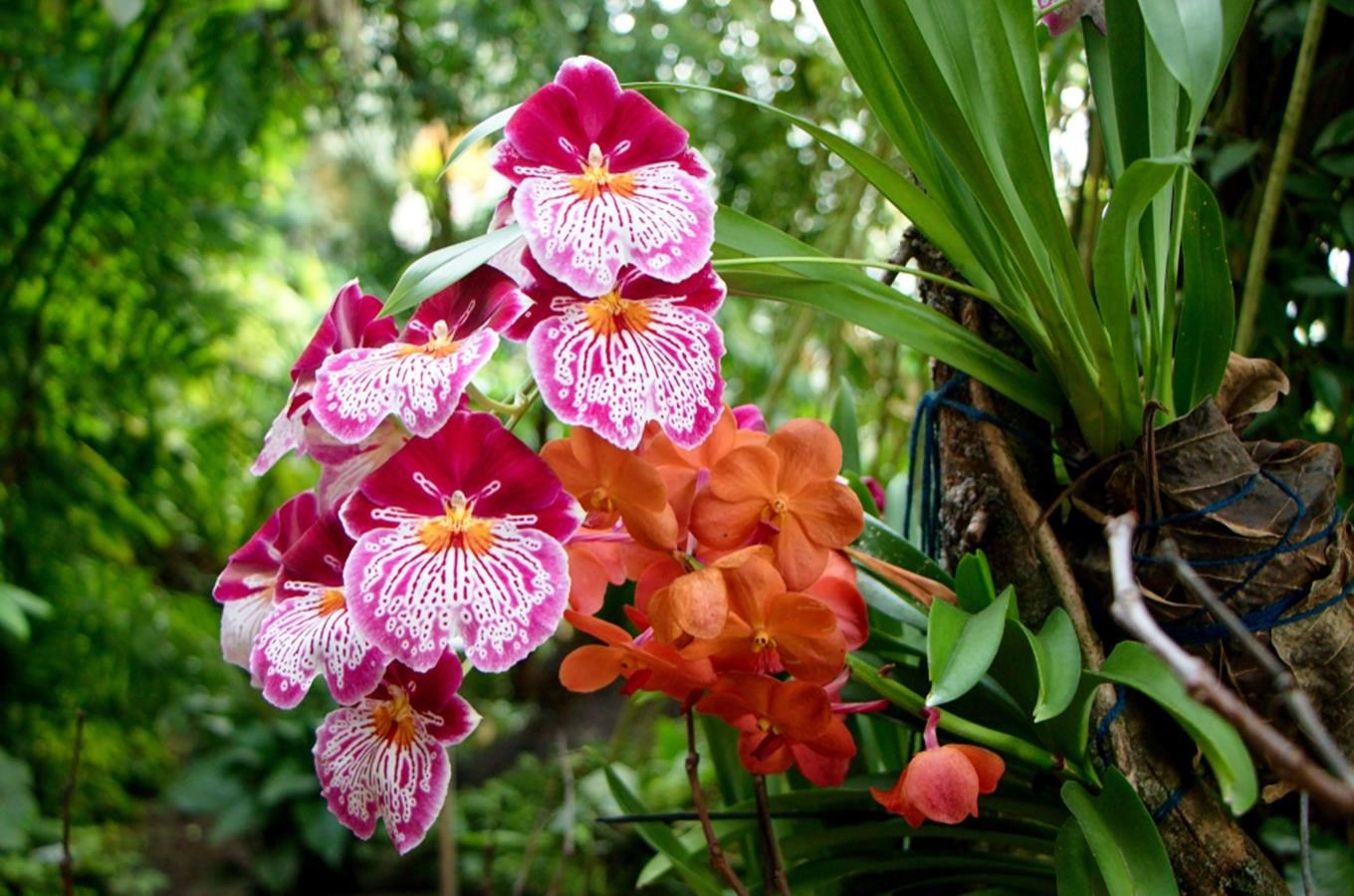 Výstava orchidejí v trojské botanické zahradě nabídne cestu kolem světa