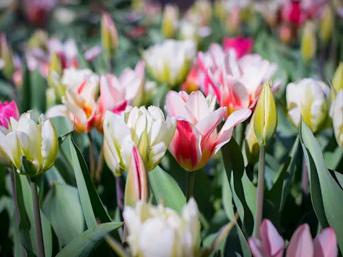 Zámek Bučovice láká na zahájení sezony 2022 a jarní květinovou výstavu