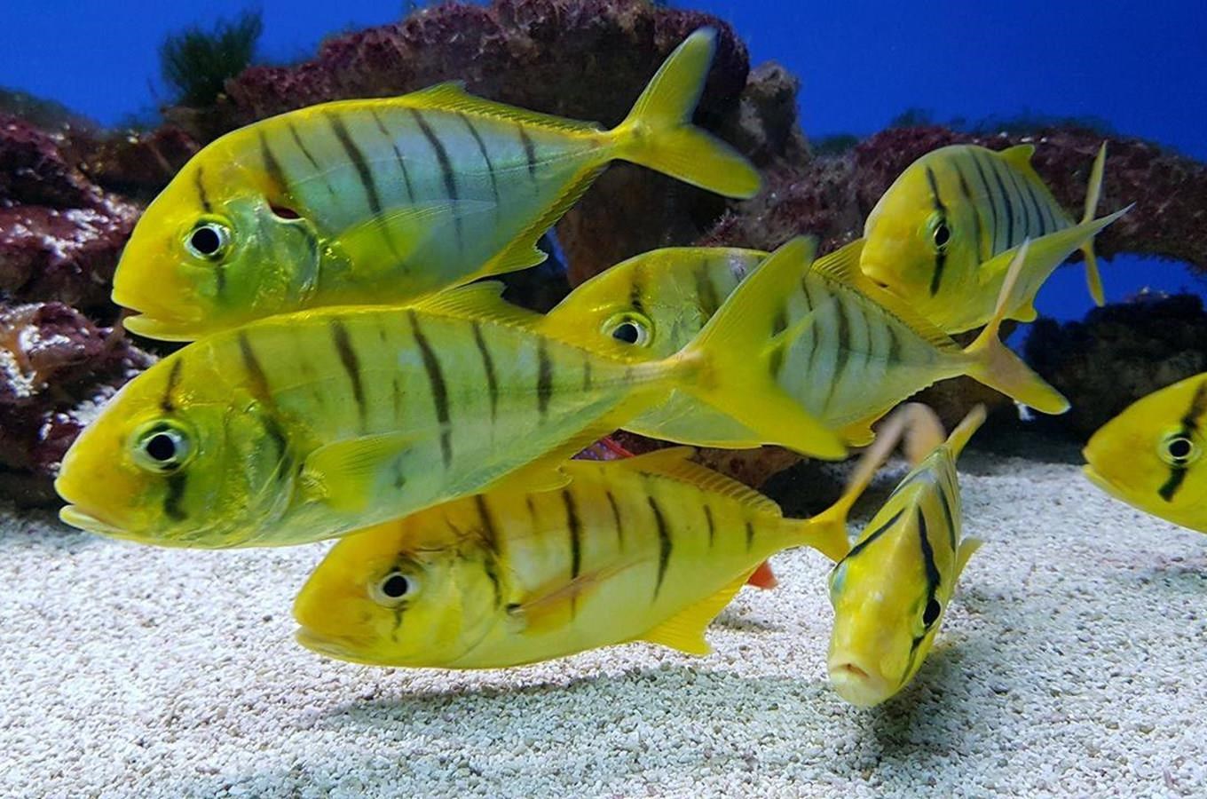 Pražské obří akvárium Mořský svět lze navštívit i v noci