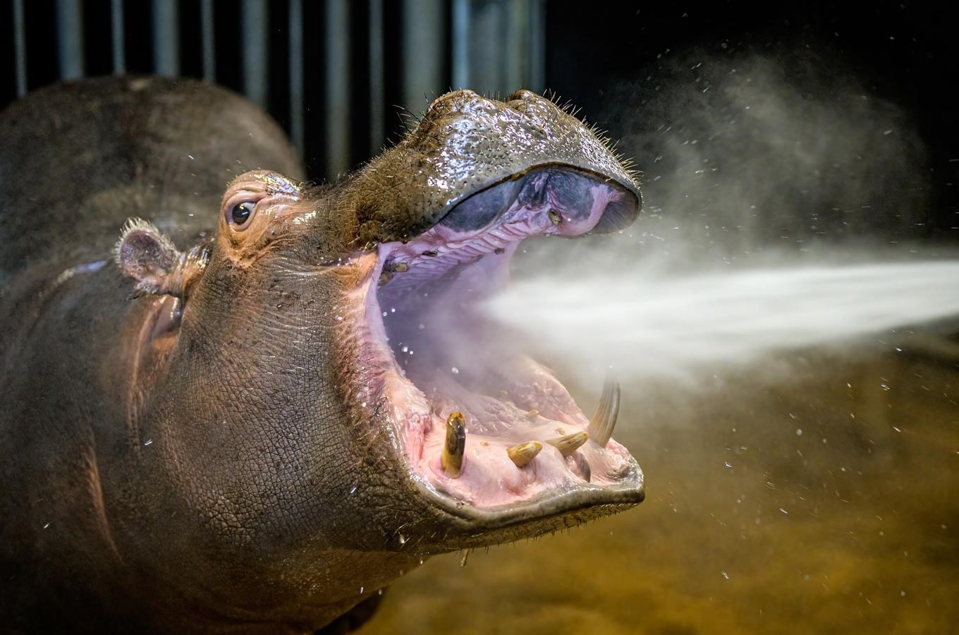 Pražská zoo slaví 89. narozeniny a láká na otevření Pavilonu hrochů