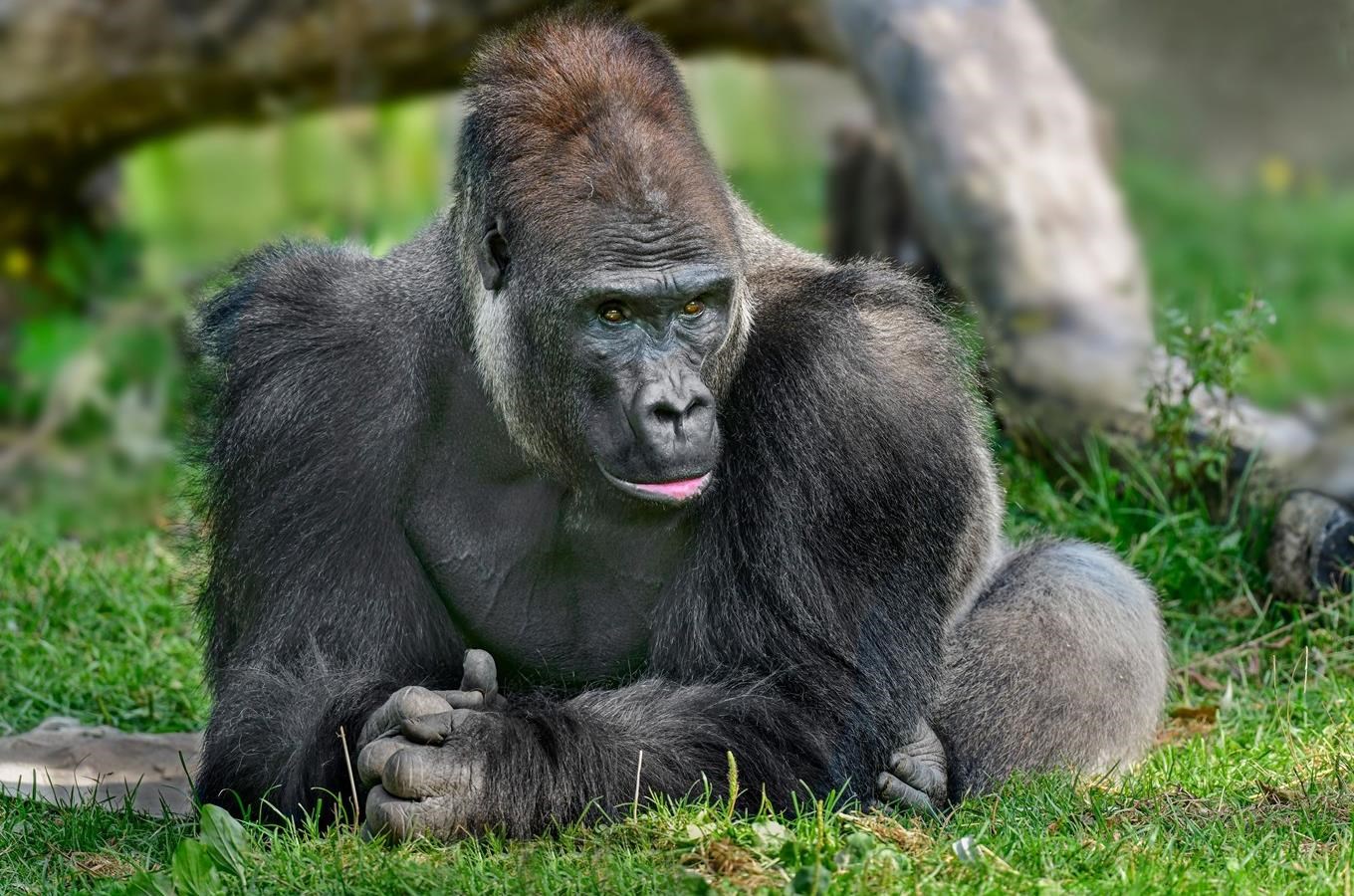 Zázrak v Pavilonu goril v pražské zoo a příběh slavné Moji pokračuje