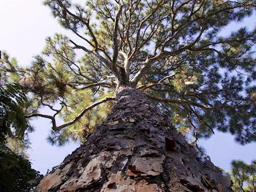Douglaska tisolistá je stálezelený jehlicnatý strom z celedi borovicovitých