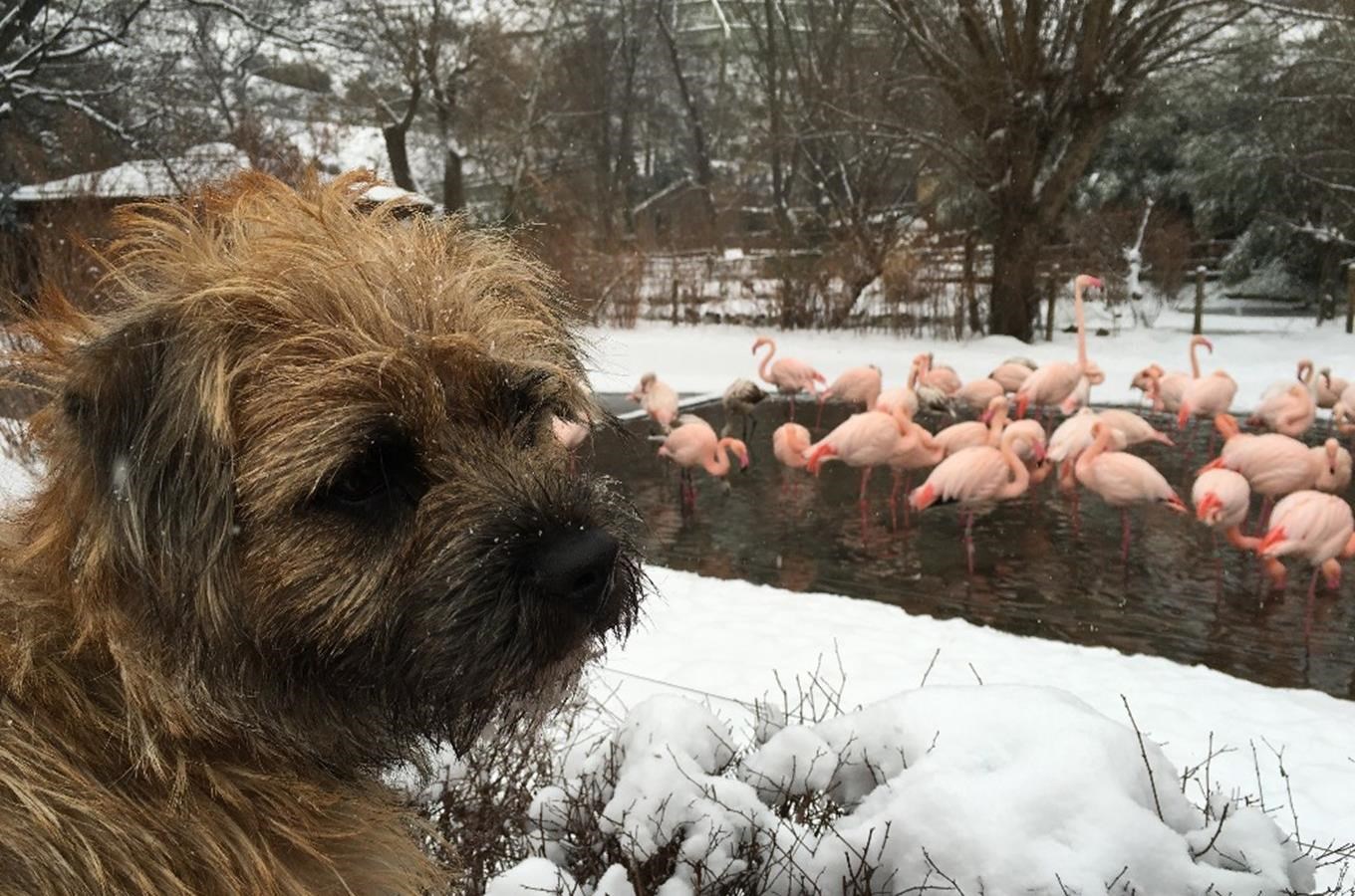 12 důvodů, proč je dobré vzít svého psa do pražské Zoo