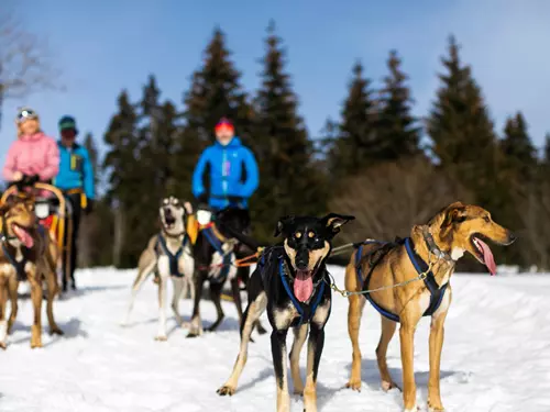 Alaskan Dogs – jízdy se psím spřežením v Peci pod Sněžkou