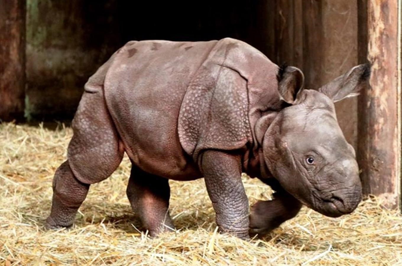Nosorožčí slečna v plzeňské zoo přijímá první návštěvy