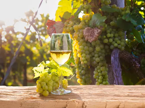 Moravská vína sklízejí úspěchy doma i ve světě