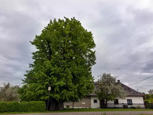Vejvodova lípa – nejmohutnější strom v ČR