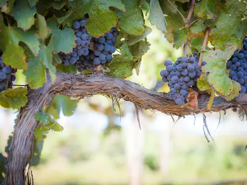 Starobylá vinice v Drísech projde letos obnovou