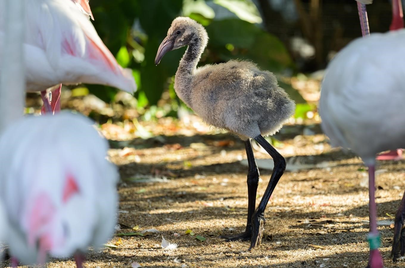 Baby Boom v Zoo Praha: Zoologická zahrada je plná mláďat