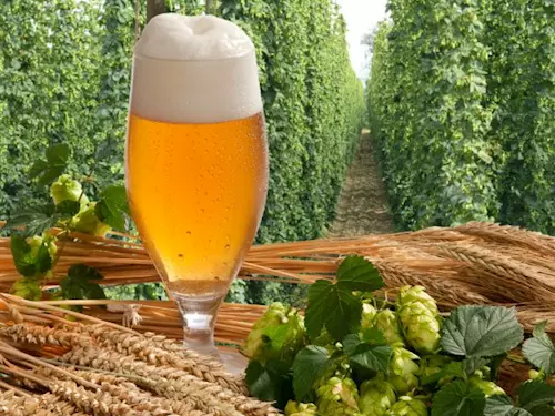 Rekordní množství pivovaru se predstaví na letošním 24. rocníku táborských slavností piva