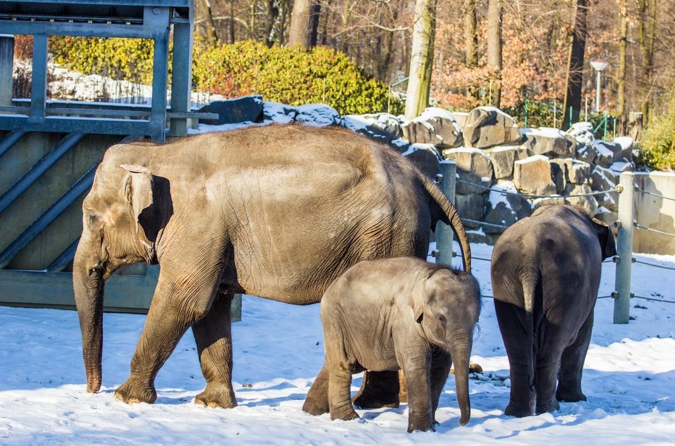 Zoo Ostrava připravila speciální vánoční akce