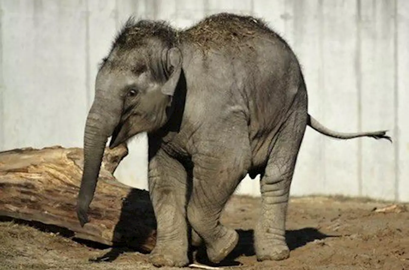 Ostravská zoo čeká další sloní přírůstek