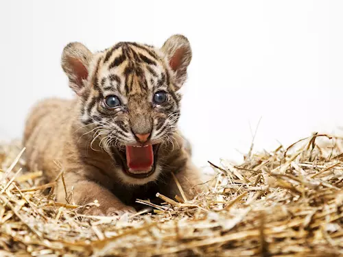 V zázemí Pavilonu kockovitých šelem se narodil samec tygra sumaterského