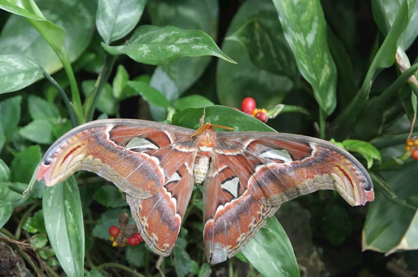 50 druhů pestrobarevných motýlů poletuje tropickým skleníkem Fata Morgana