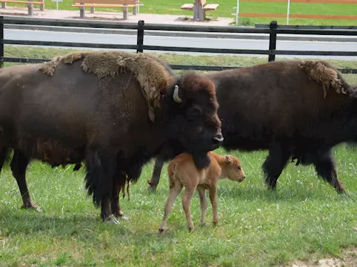 Šikluv mlýn zahajuje sezónu krestem bizoního mládete