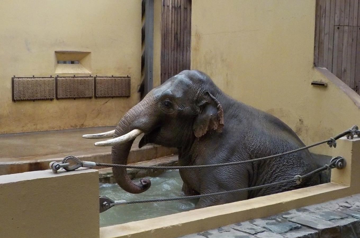 Sloni v Zoo Ostrava si užívají léto