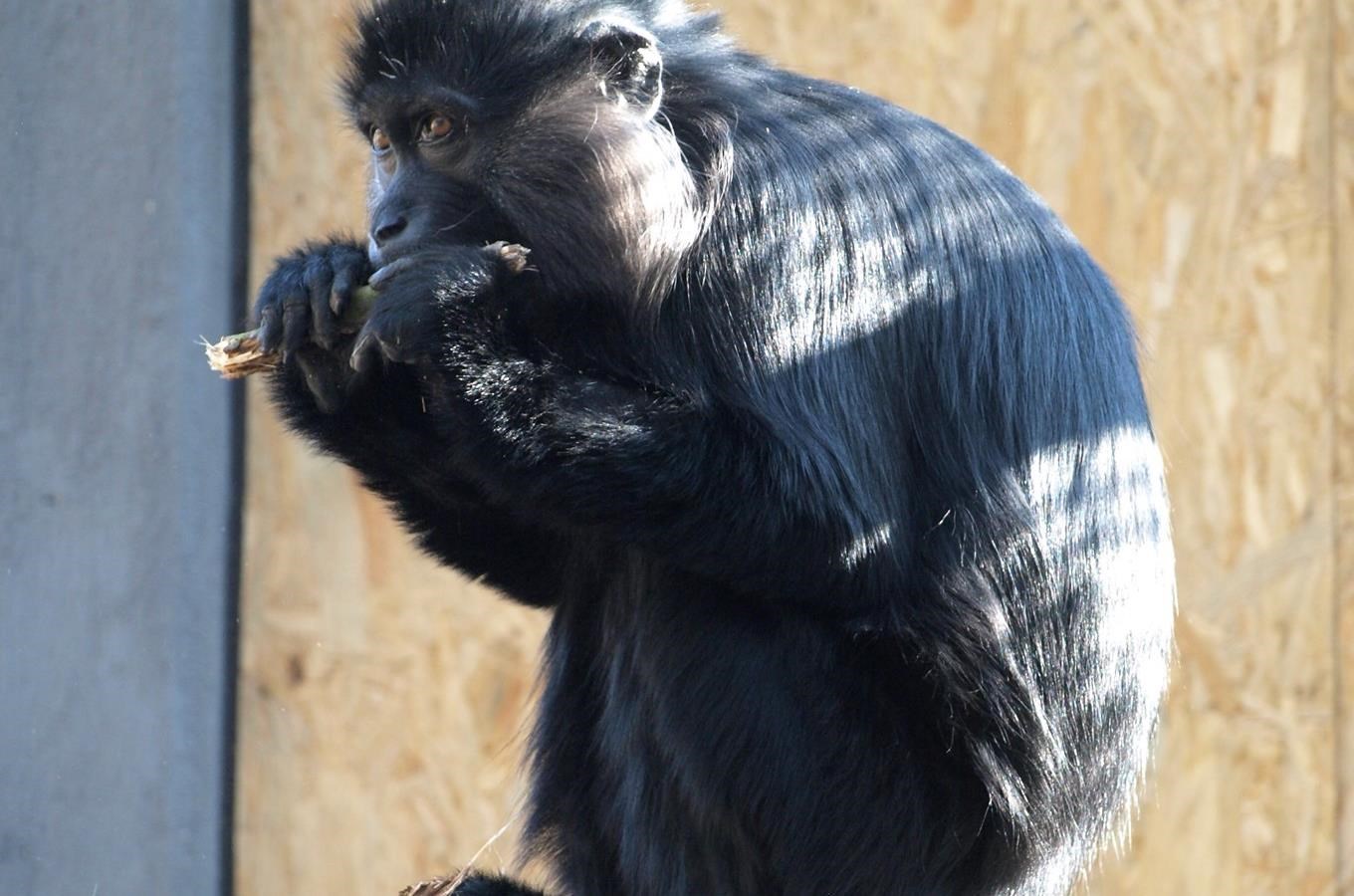 V děčínské zoo žije nejstarší mangabej černý na světě