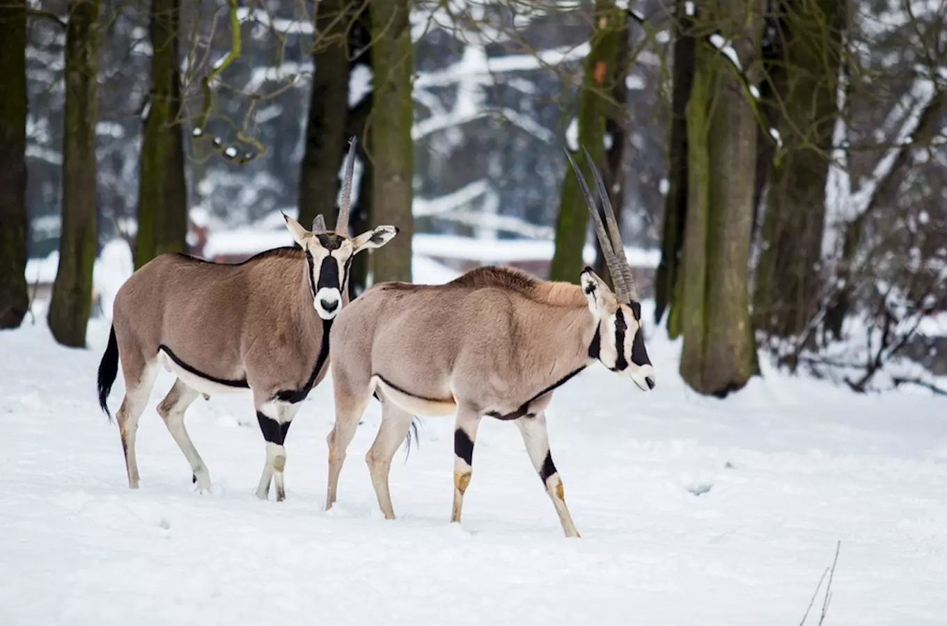 Vánoce v Zoo Ostrava přiblíží živou přírodu všem návštěvníkům