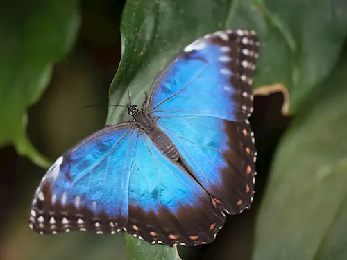 Motýli ve Fata Morganě trojské botanické zahrady 