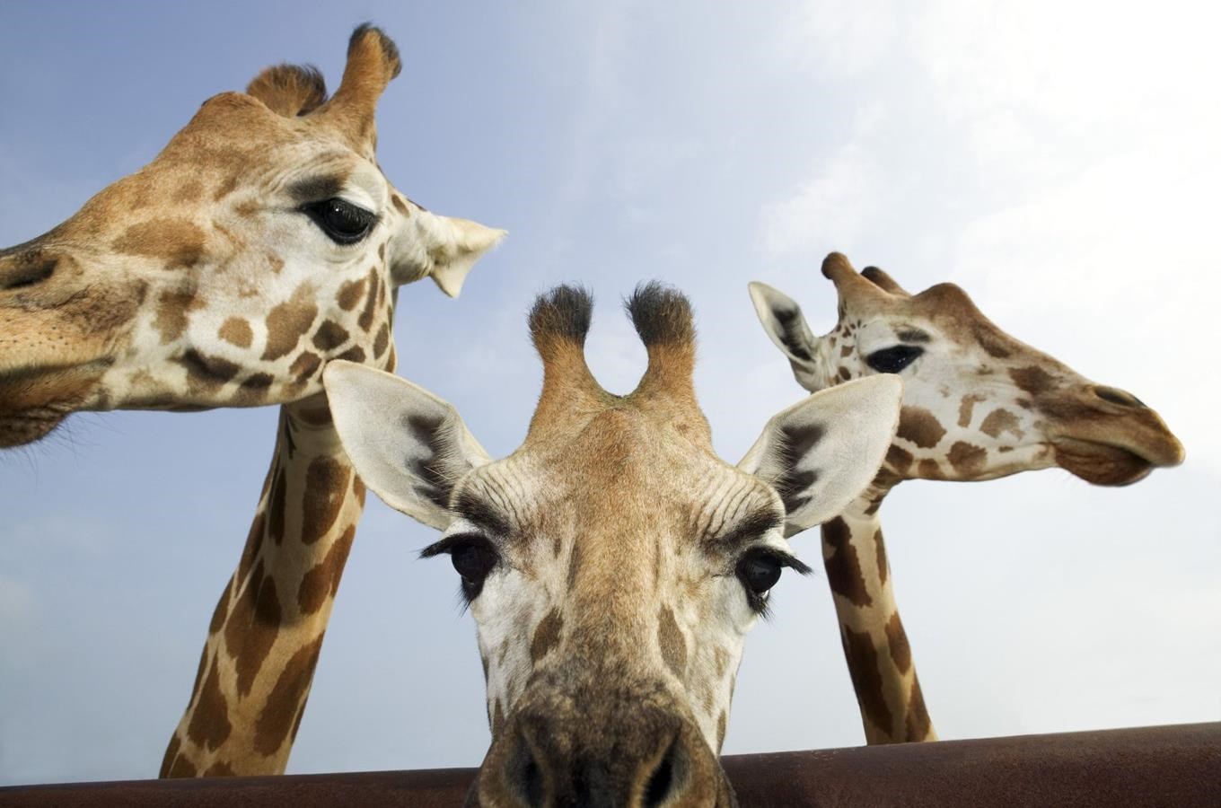 Jihlavská zoo dnes poprvé představí africký pavilon a jeho nové obyvatele veřejnosti