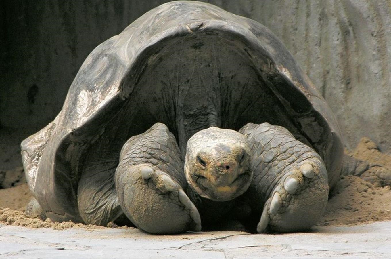 I želvy mají své dvojníky - přesvědčte se v Zoo Praha