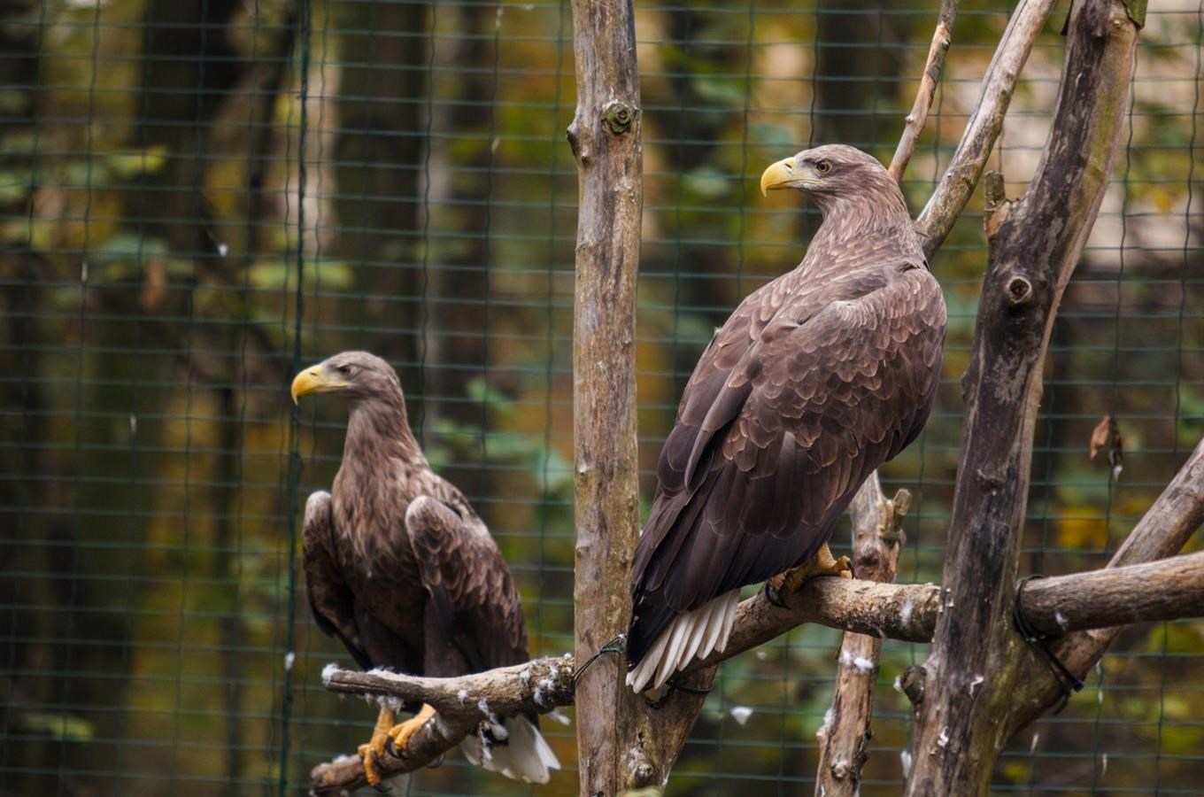 První mládě orla mořského odchovávají v Zoo Ostrava