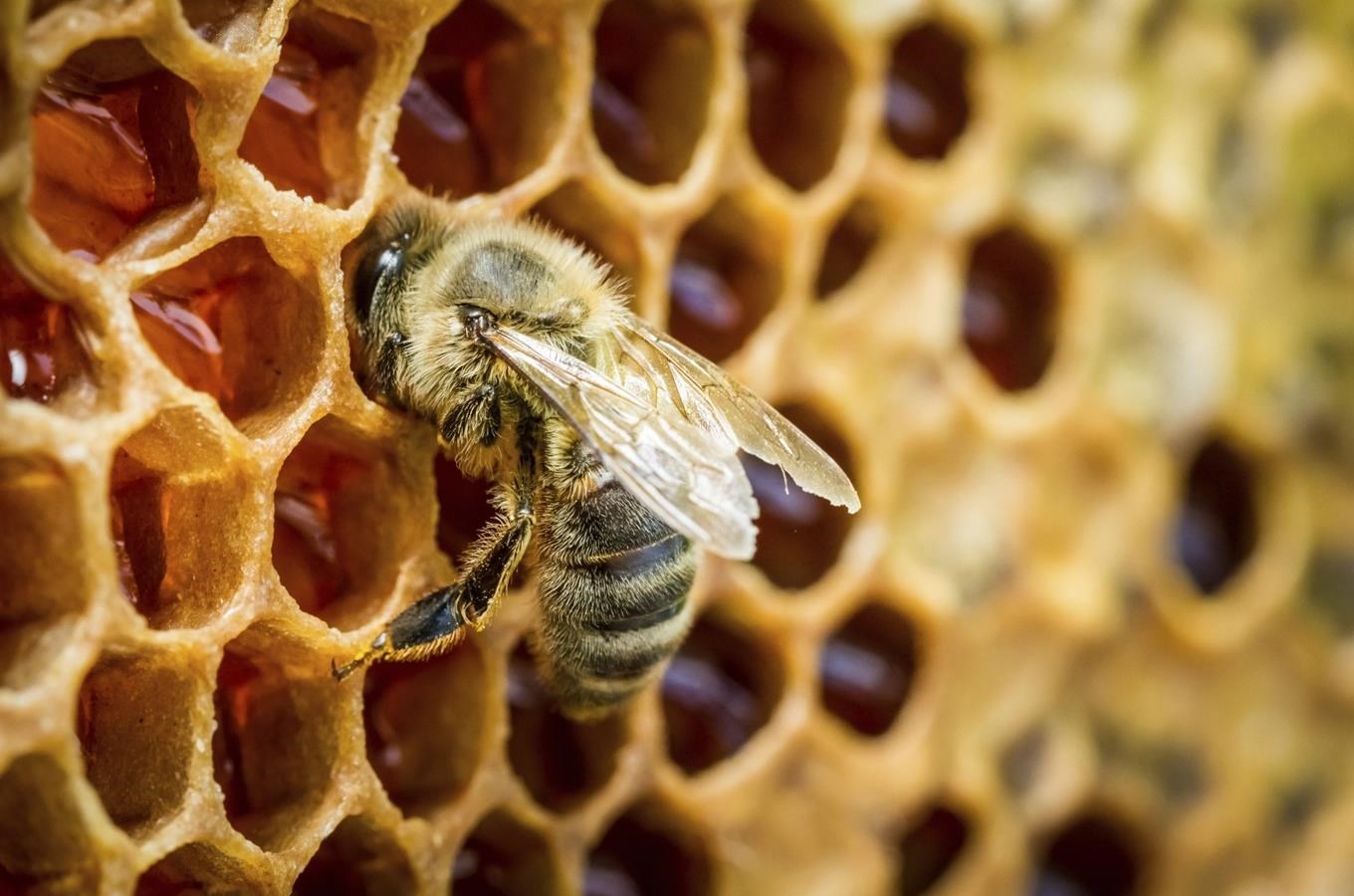 Včelín Ořech - unikátní prosklený včelín k pozorování včel