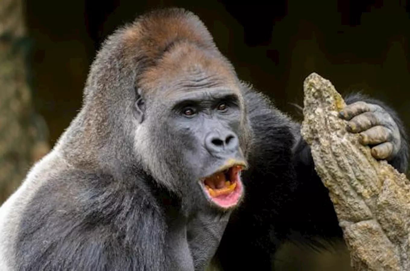 Novinky u goril v Zoo Praha - Prozkoumejte Rezevaci Dja