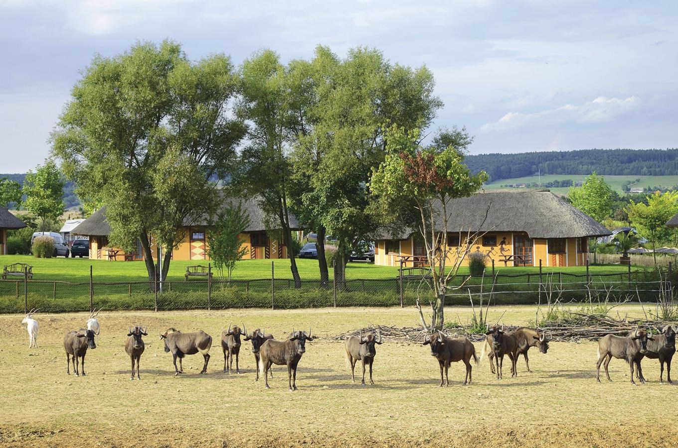 Užijte si dovolenou jako v Africe: dopřejte si ubytování v Safari Kempu