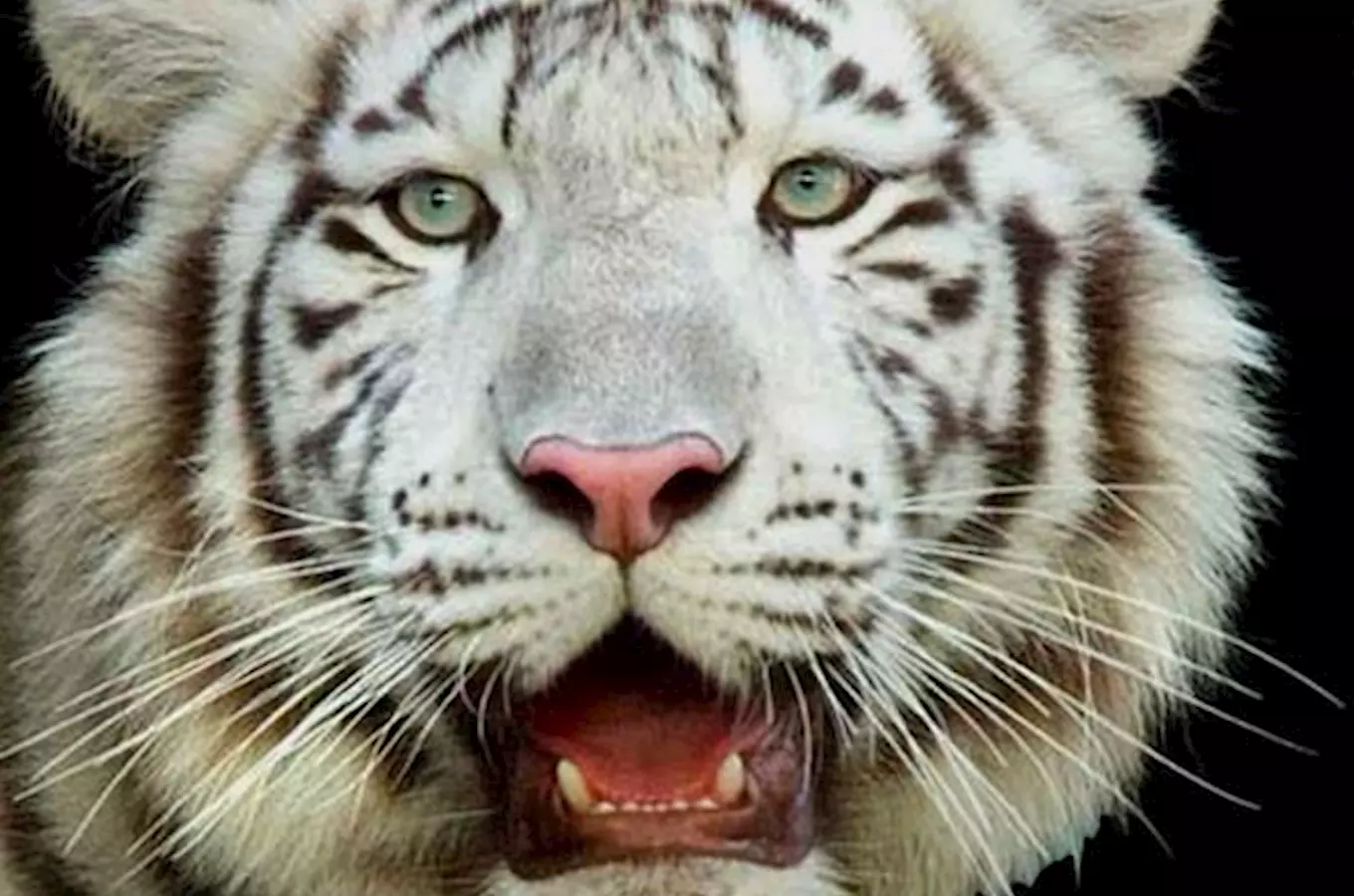 Liberecká zoo už zná pohlaví vzácných trojčat bílých tygrů
