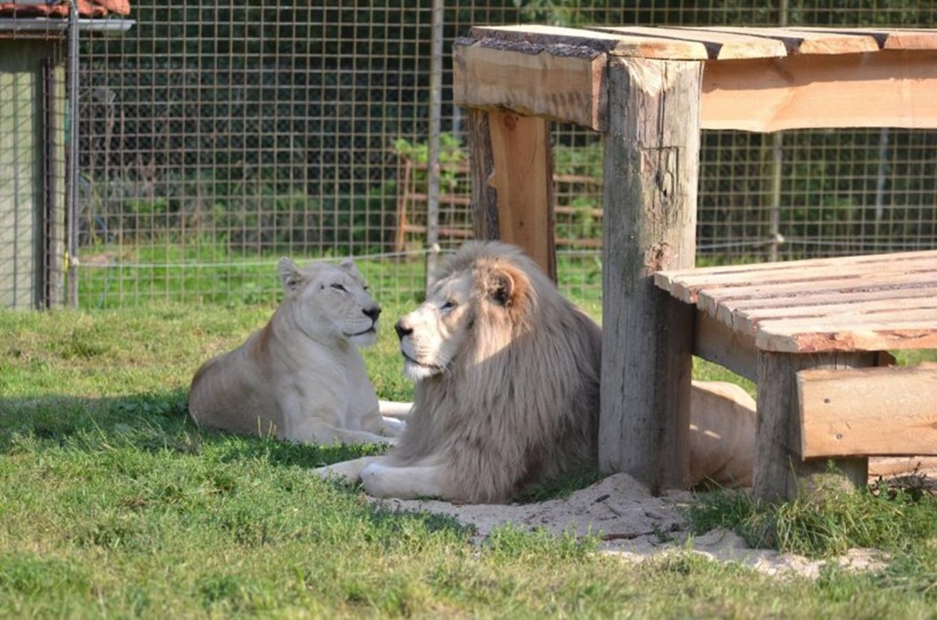 Přijeďte se podívat na jedinečné bílé lvy do zoo Dvorec