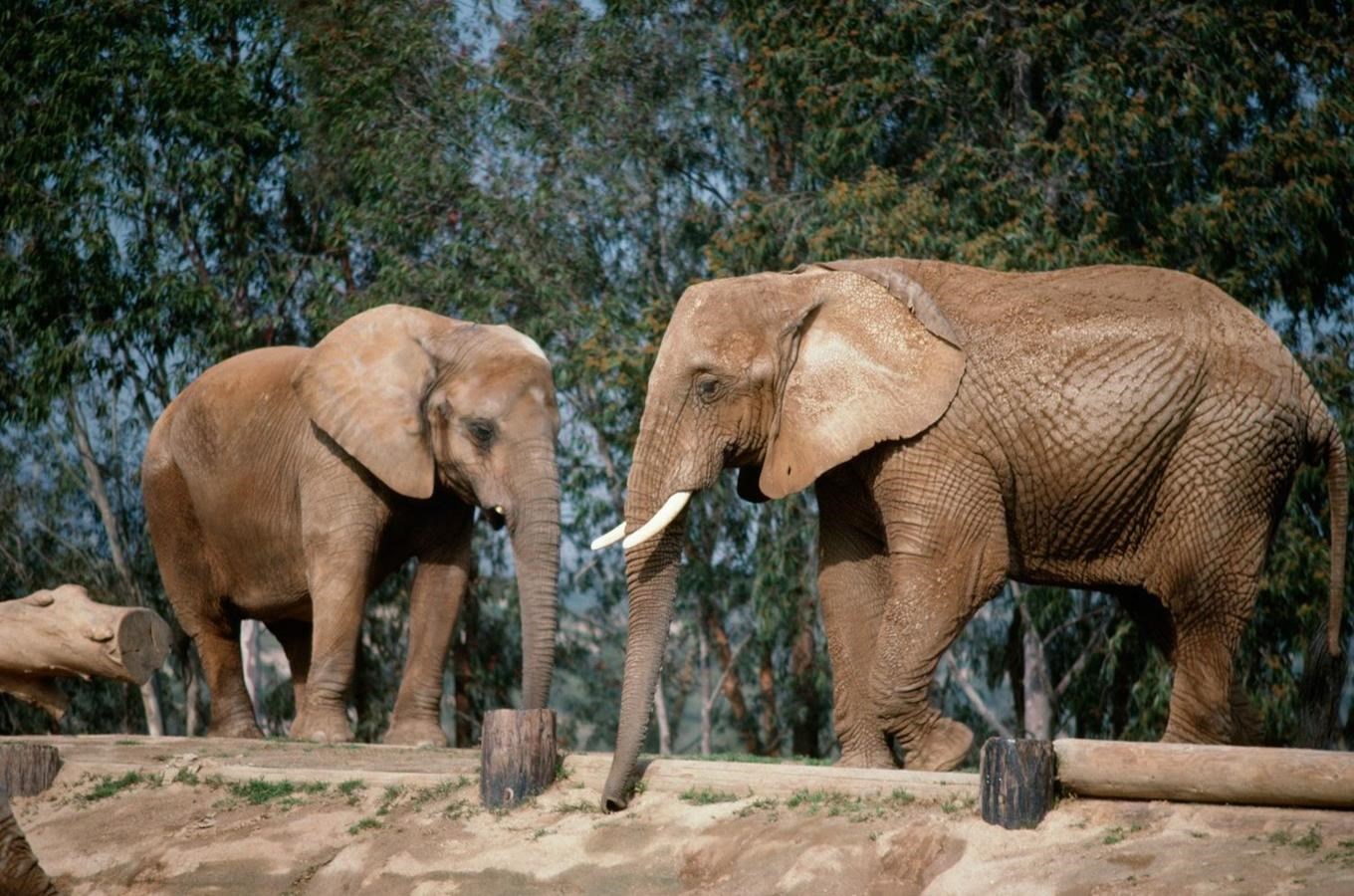 Nový sloninec ukáže slony v jejich prirozeném prostredí