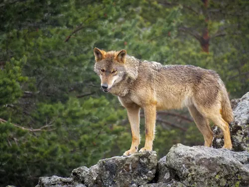 Otevření nové expozice vlků v Zoo Jihlava
