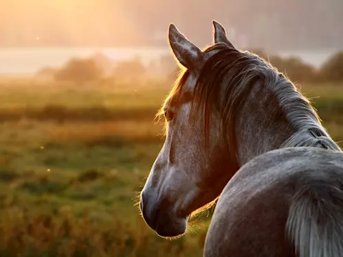 Milovníky koní čeká o víkendu v Lysé nad Labem mezinárodní výstava