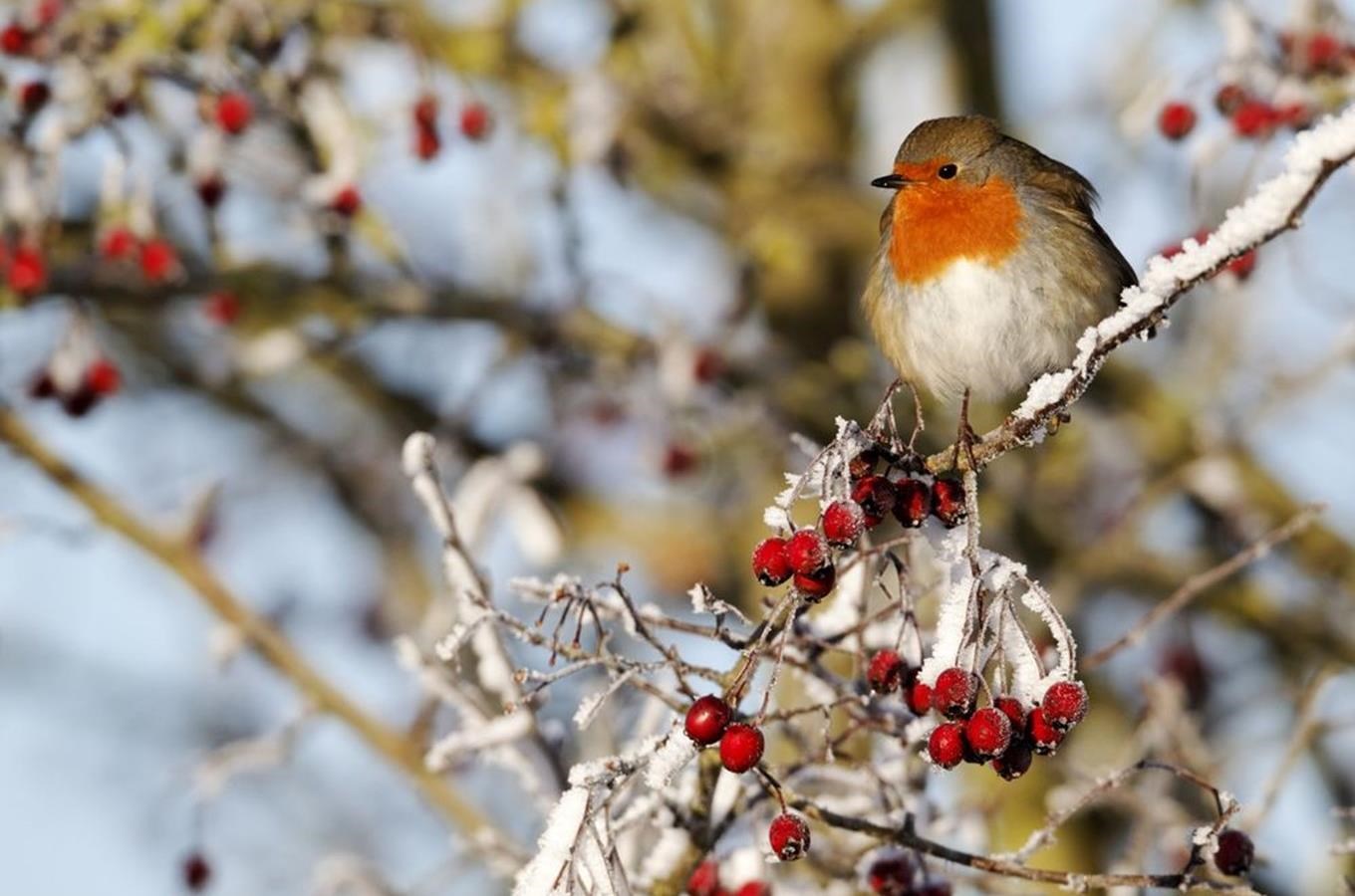 Ptáci v zimě nespí: Vydejte se po stopách zimujících ptáků