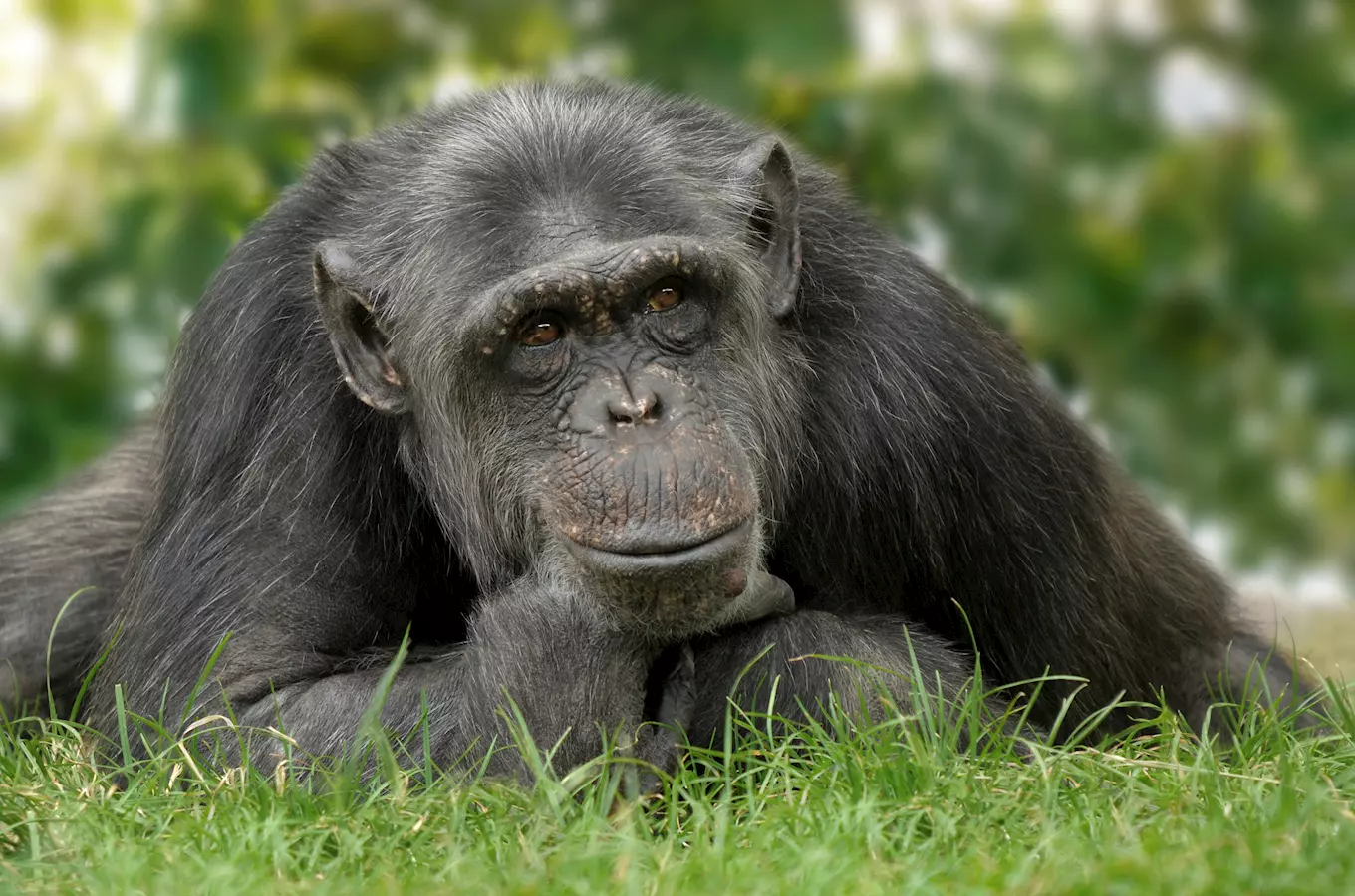 Šimpanzi ze Zoo Ostrava se prestehovali do Pavilonu evoluce