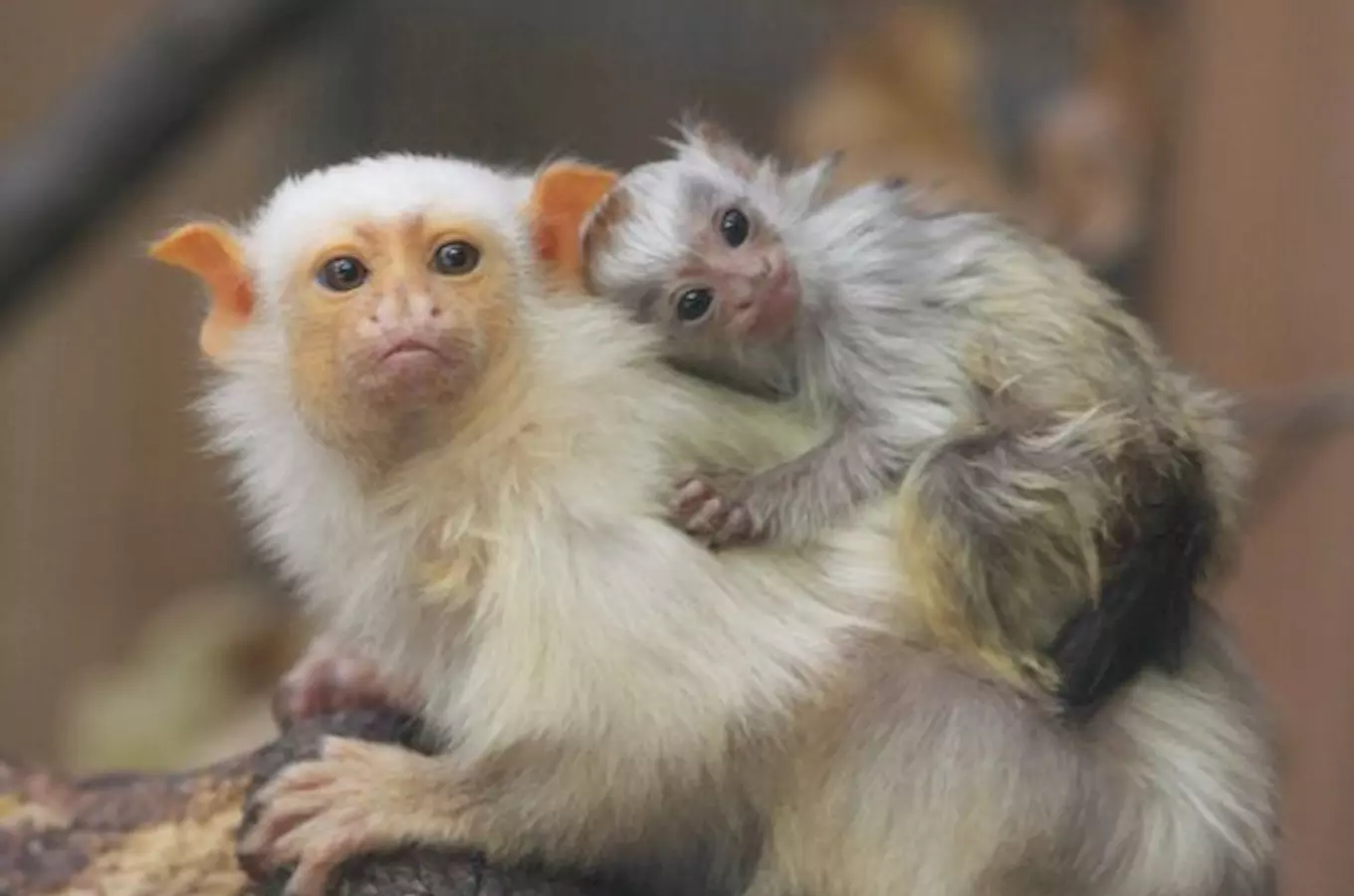 Jihlavská zoo chová nejvíce druhů kosmanovitých opic u nás