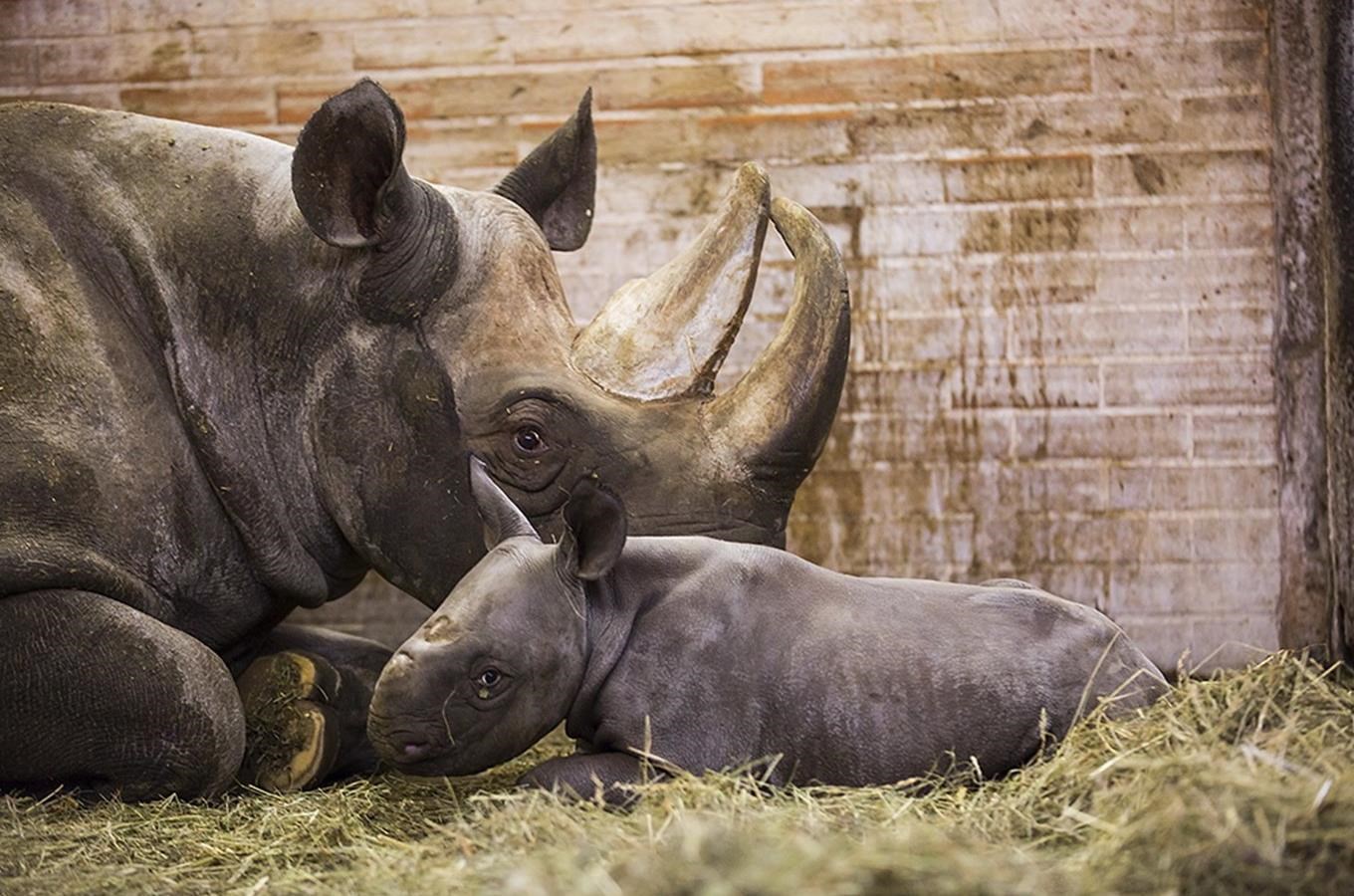 Unikát v ZOO Dvur Králové: dve mládata nosorožcu se narodila behem 17 hodin