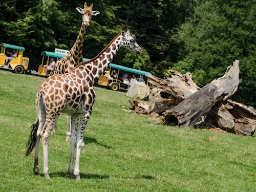 Safari v Zoo Ostrava