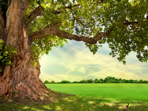 Znáte strom, který si zaslouží pozornost a péči? Přihlaste jej do ankety Strom roku!