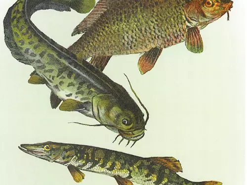 Kapr, sumec, štika – tradiční chov ryb na Turnovsku