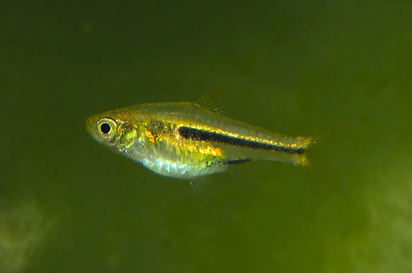 Ostravská zoo byla oceněna za odchov vzácné ryby 