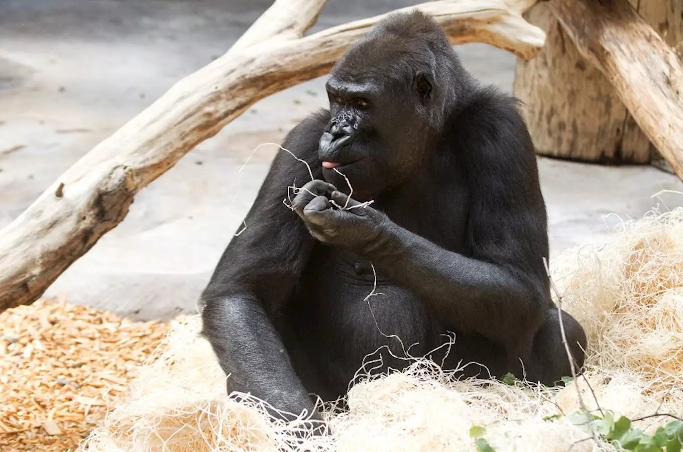 Pražská zoo otevřela po povodních už i pavilon goril