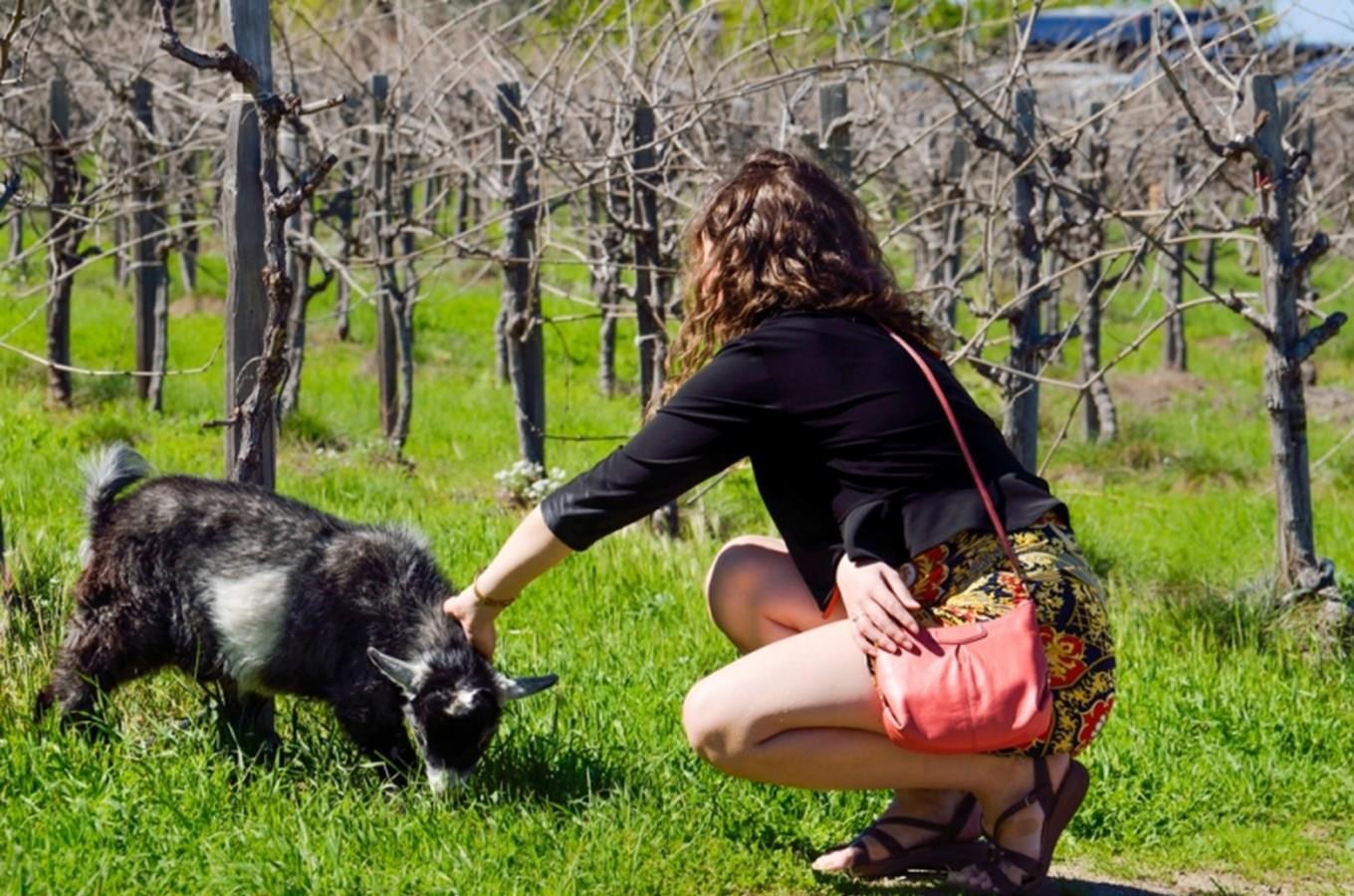 Hroznová koza – originální vinařská tradice z jižní Moravy