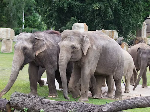 Zoo Praha slaví 80 let chovu slonu