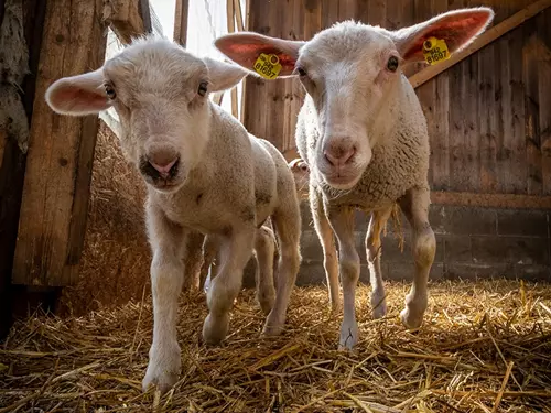 Kozí a ovčí farma Držovice