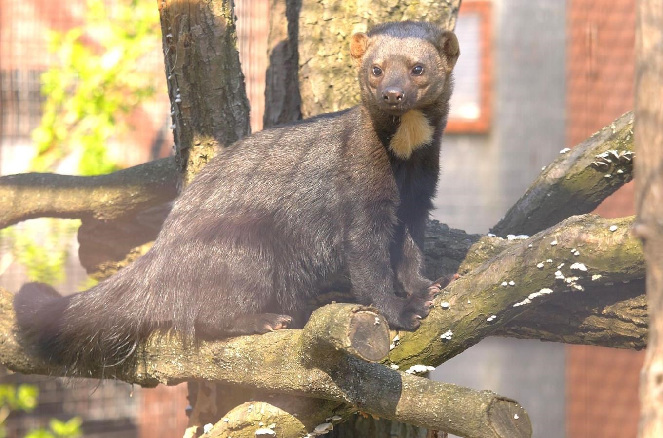 Zoo Ostrava láká návštěvníky na nové druhy a proměny expozic