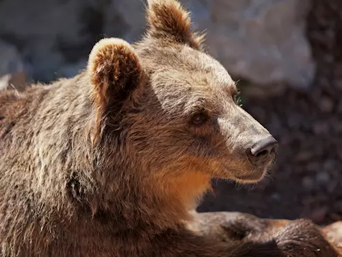 Oblíbený medved brtník letos oslavil již 21. narozeniny