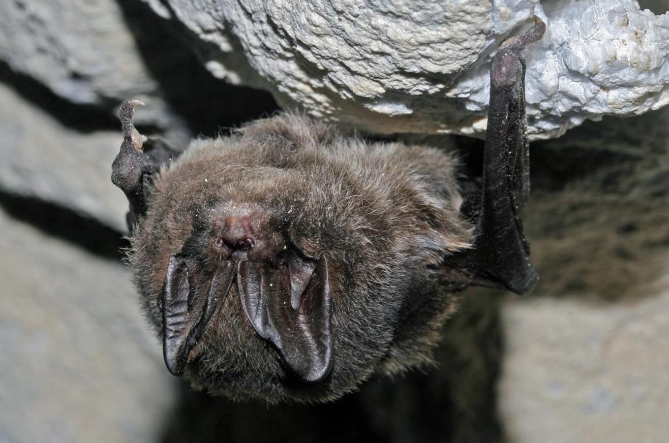 Netopýři v Chýnovské jeskyni – unikátní zimoviště netopýrů