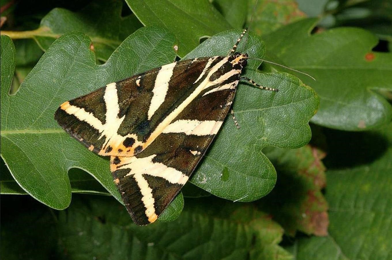 Snad vubec nejvetší zajímavostí Brežanského údolí je však podle entomologu nocní motýl prástevník kostivalový